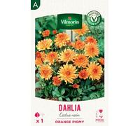 Dahlia Cactus nain Orange Pigmy (x1)