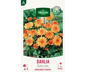 Dahlia Cactus nain Orange Pigmy (x1)