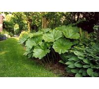Darmera peltata Darméra pelté 15 Graines, vivace