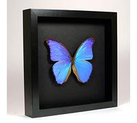 De Museumwinkel.com - Morpho Didius - Papillon de taxidermie géant bleu - Monté sous verre dans un cadre élégant fait main en bois noir - Décoration, Affichage d'art mural - Salle de séjour
