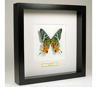 De Museumwinkel.com - Urania Ripheus - Papillon de taxidermie monté sous Verre - Cadre Fait Main en Bois Noir - Art mural pour Salle de Séjour