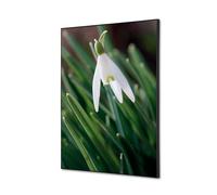 Décoration Murale en tissu SET A2 Fleur Blanche Spirée
