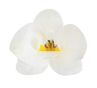 dekora - Fleurs Comestibles pour Gâteau, 10 Gaufrettes Orchidées blanches 8.5 x 7.5 cm, sans sucre, sans gluten, sans lactose, Décoration Gâteau pour Anniversaire, Mariage, Baptême