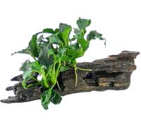 Dennerle Plants Anubias Kirin Mini sur Nanowood - 1 pcs