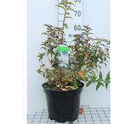 Deutzia gracilis - Arbuste à fleurs de mai conteneur 50- 60 cm