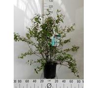 Deutzia hybr. 'Mont Rose' - Arbuste à fleurs de mai conteneur 60- 80 cm