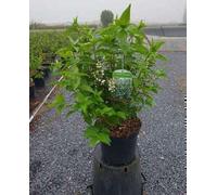 Deutzia magnifica - Arbuste à fleurs de mai Conteneur 60- 80 cm