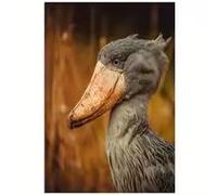 DHHXY affiche animalière sur toile sans cadre, portrait d'oiseau bec-en-sabot - Parfaite pour les chambres, les salons, les couloirs, la décoration murale (35 x 50 cm/sans cadre)