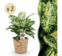 Diefenbachia Compacta - Dieffenbachia - Faible entretien - avec panier - Vert - 2 Plantes - 45-50cm - Ø17cm - Plante d'intérieur - Vert persistant
