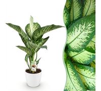 Diefenbachia Tropic Snow - Dieffenbachia - Entretien réduit - Vert - avec Potter White - 90-100cm - Ø21cm - Plante d'intérieur - Ensemble complet - Plante avec pot