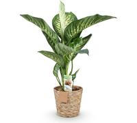 Dieffenbachia Tropic Snow - 90-100cm - 21cm avec panier - Plante d'intérieur