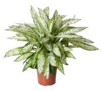 Dieffenbachia Vesuvius - 70-80cm - Ø27cm - Plante d'intérieur - Vert persistant