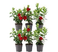 Dipladénie rouge - 6 plants