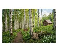 DOMEVISTA Papier Peint Bouleaux Forêt Cabane Chemin Nature 450 x 280 cm | Panoramique mural arbres chalet randonnée sentier sac vert photo; Fabriqué en Allemagne; colle incluse.