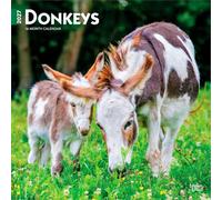 Donkeys - Esel 2027 - 16-Monatskalender: Original BrownTrout-Kalender [Mehrsprachig] [Kalender]