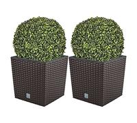 Double ratio de fleur 32 litres avec bécher pour la plantation en chocolat couleur 33 x 33 x 33 cm + Boj Diamètre de la boule 36 cm
