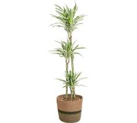 Dracaena Deremensis White Stripe avec panier naturel - Hauteur 130-150cm