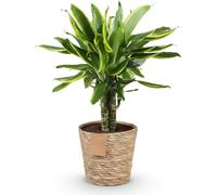 Dracaena fragrans Golden Coast 50-55cm, 17cm, avec panier, feuillage vert doré