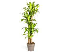 Dracaena fragrans massangeana - Pot de 30cm - hauteur 170-190