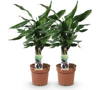 Dracaena fragrans Steudneri 2 dracaenas faciles d'entretien, 50-55cm, pot en