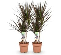 Dracaena Magenta 2 - Dracaena facile d'entretien - 17cm de diamètre, 70-80cm de