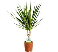 Dracaena Marginata - 1 Arbuste d'intérieur Décoratif en Pot pour la Maison ou le Bureau