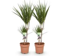Dracaena Marginata : 2 élégants dracaenas de 70 à 80cm, 17cm de diamètre