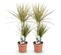 Dracaena marginata Bicolor 2 - Dracaena facile d'entretien - 17cm de diamètre