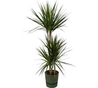 Dracaena Marginata - Dracaena - Plante d'intérieur d'environ 120cm - Ø21cm