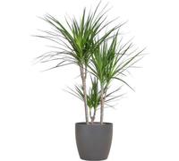 Dracaena Marginata (dracénar) 95cm, pot de 21cm de diamètre + cache-pot design