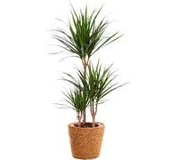 Dracaena marginata (dragone) - Plante d'intérieur - Ø21cm, hauteur 95cm