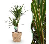 Dracaena Marginata - Dragonnier - Entretien réduit - avec panier - Vert - 90-100cm - Ø21cm - Plante d'intérieur - Vert persistant