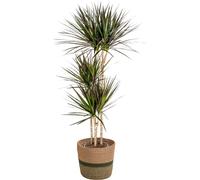 Dracaena Marginata Magenta avec panier en osier naturel - Hauteur 130-150cm