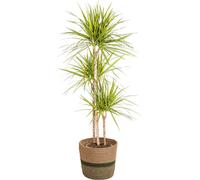 Dracaena Marginata Sunray avec panier naturel - Hauteur : 130-150cm - Ø24cm
