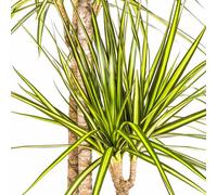 Dracaena marginata Sunray - Dracaena - Plante d'intérieur - Ø24cm - Ø 130-150cm