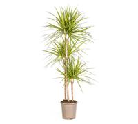 Dracaena marginata "Sunray" - Rayon de soleil - hauteur 130-150cm