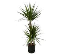 Dracaena Marginata, y compris elho Greenville Round black - 110-120cm - Ø21cm - Plante d'intérieur - Ensemble complet - Plante avec pot
