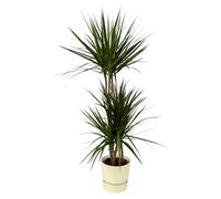 Dracaena Marginata y compris elho Greenville Round white - 110-120cm - Ø21cm - Plante d'intérieur - Ensemble complet - Plante avec pot