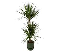 Dracaena Marginata y compris elho Greenville Vert rond - 110-120cm - Ø21cm - Plante d'intérieur - Ensemble complet - Plante avec pot