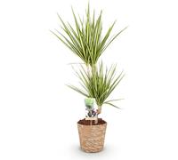 Dracaena Sunray - 70-75cm - 17cm avec panier - Dracaena facile d'entretien
