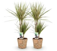Dracaena Sunray - Deux dracaenas faciles d'entretien dans un panier décoratif