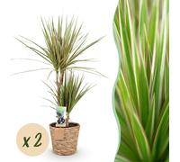 Dracaena Sunray - Dragonnier - Entretien réduit - avec panier - Vert - 2 Plantes - 70-75cm - Ø17cm - Plante d'intérieur - Vert persistant