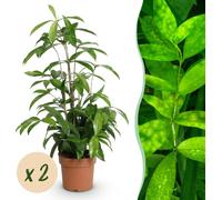 Dracaena surculosa - Arbre à sang de dragon - Faible entretien - Vert - 2 Plantes - 60-70cm - Ø17cm - Plante d'intérieur - Vert persistant