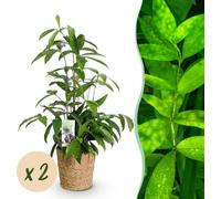 Dracaena surculosa - Dragonnier - Peu d'entretien - avec panier - Vert - 2 Plantes - 60-70cm - Ø17cm - Plante d'intérieur - Vert persistant