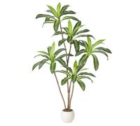 Dracaena yucca 183cm pot blanc haut plante tropicale déco salon véranda entrée maison bureau
