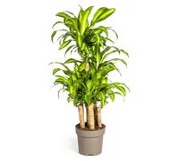 Dragonnier - Dracaena fragrans massangeana - Carrousel - hauteur 130-150cm