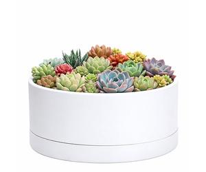 D'vine Dev Pot de Fleurs Rond en Plastique Peu Profond de 25,4 cm avec Trou de Drainage et Sauce - Pot de bonsaï décoratif pour Plantes d'intérieur - Blanc, 76-Z-A-2
