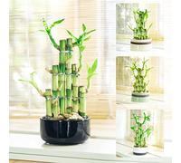 Easy Plants 1 bambou porte-bonheur en pot rond en céramique de couleur aléatoire [3 étages Escalier]