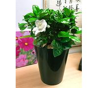 Easy Plants® Fleur de jasmin de Madagascar parfumée dans un pot tubus haut en céramique noir