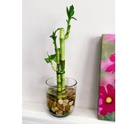 Easy Plants Plante de bambou porte-bonheur arrangée dans un vase rond en verre avec galets - Bonsaï d'intérieur pour Feng Shui